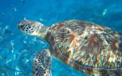 Underwater Pictures